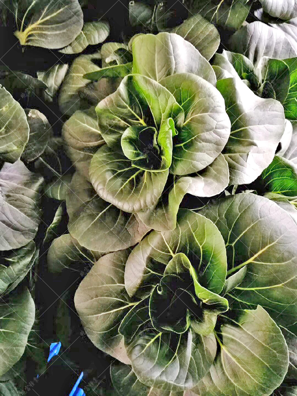 1557814645890239.jpg 微信圖片_20180906154344.jpg