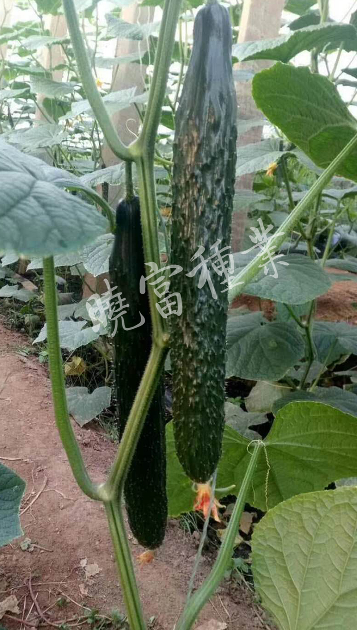 1585990126656491.jpg 06.jpg