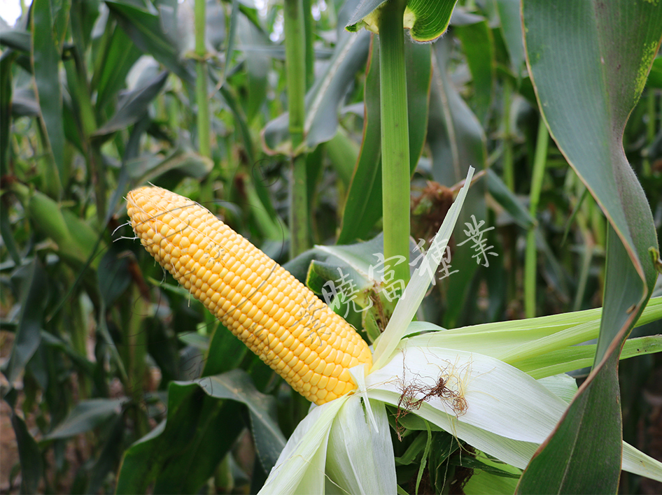 1600248586486825.jpg 02.jpg